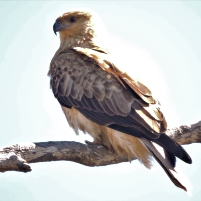 Haliastur sphenurus (Whistling Kite) at Guthalungra, QLD - 12 Jul 2015 by TerryS