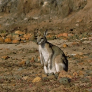 Macropus agilis at Guthalungra, QLD - 8 Aug 2015