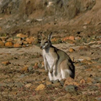 Macropus agilis (Agile Wallaby) at Guthalungra, QLD - 7 Aug 2015 by TerryS