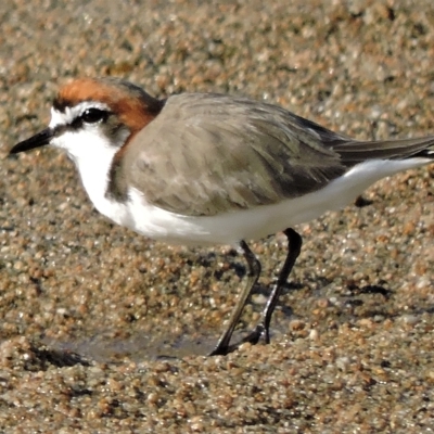 Anarhynchus ruficapillus (Red-capped Plover) at Guthalungra, QLD - 7 Aug 2015 by TerryS
