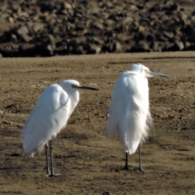 Egretta garzetta (Little Egret) at Guthalungra, QLD - 8 Aug 2015 by TerryS