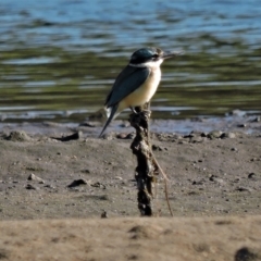 Todiramphus sanctus (Sacred Kingfisher) at Guthalungra, QLD - 7 Aug 2015 by TerryS