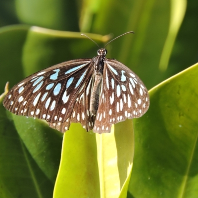 Tirumala hamata (Blue Tiger) at Guthalungra, QLD - 8 Aug 2015 by TerryS