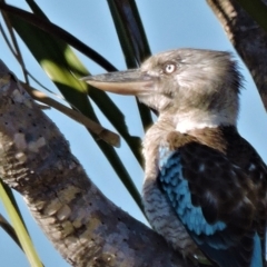 Dacelo leachii (Blue-winged Kookaburra) at Guthalungra, QLD - 8 Aug 2015 by TerryS