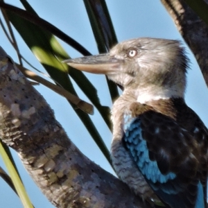 Dacelo leachii at Guthalungra, QLD - 8 Aug 2015 09:30 AM
