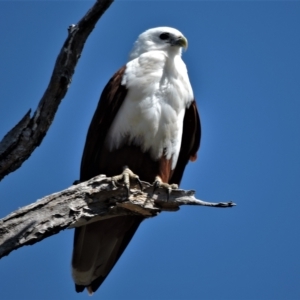 Haliastur indus at Guthalungra, QLD - 8 Aug 2015 10:50 AM