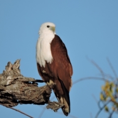 Haliastur indus (Brahminy Kite) at Guthalungra, QLD - 8 Aug 2015 by TerryS