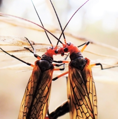 Chorista australis (Autumn scorpion fly) at Mount Painter - 1 Apr 2023 by CathB