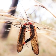 Chorista australis at Cook, ACT - 1 Apr 2023