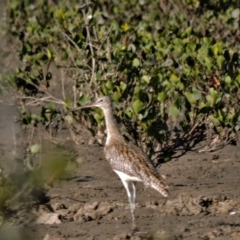 Numenius madagascariensis (Eastern Curlew) at Guthalungra, QLD - 8 Aug 2015 by TerryS
