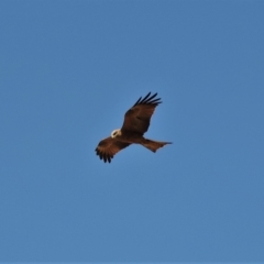 Milvus migrans (Black Kite) at Guthalungra, QLD - 9 Aug 2015 by TerryS