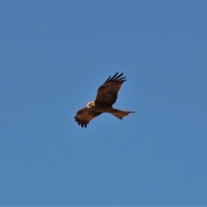 Milvus migrans at Guthalungra, QLD - 9 Aug 2015