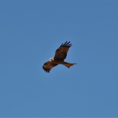 Milvus migrans (Black Kite) at Guthalungra, QLD - 9 Aug 2015 by TerryS