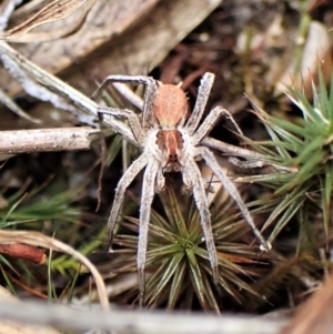 Argoctenus sp. (genus) at Cook, ACT - 1 Apr 2023 04:18 PM