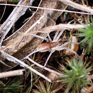 Argoctenus sp. (genus) at Cook, ACT - 1 Apr 2023 04:18 PM