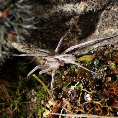 Argoctenus sp. (genus) (Wandering ghost spider) at Cook, ACT - 1 Apr 2023 by CathB