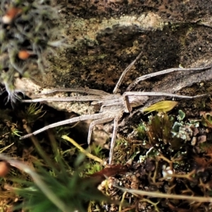 Argoctenus sp. (genus) at Cook, ACT - 1 Apr 2023