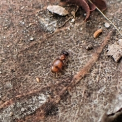 Anthicinae (subfamily) at Cook, ACT - 1 Apr 2023 03:34 PM