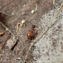 Anthicinae (subfamily) at Cook, ACT - 1 Apr 2023 03:34 PM