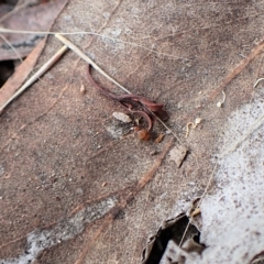 Anthicinae (subfamily) at Cook, ACT - 1 Apr 2023