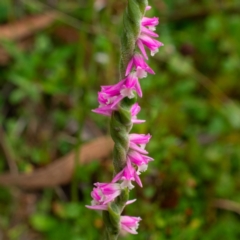 Spiranthes australis (Austral Ladies Tresses) at Cotter River, ACT - 31 Mar 2023 by Kenton