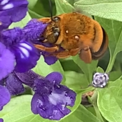 Amegilla (Asaropoda) bombiformis (Teddy Bear Bee) at Sydney, NSW - 2 Apr 2023 by JudeWright