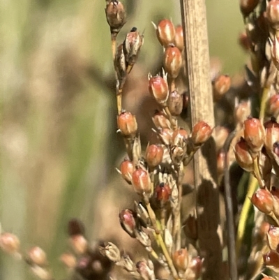 Juncus sarophorus (Broom Rush) at Tennent, ACT - 31 Mar 2023 by JaneR