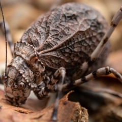 Acripeza reticulata (Mountain Katydid) at Namadgi National Park - 31 Mar 2023 by Kenton