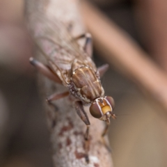 Tapeigaster nigricornis (Striped Sun Fly) at Stromlo, ACT - 26 Mar 2023 by patrickcox