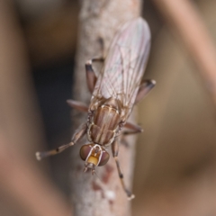 Tapeigaster nigricornis at Stromlo, ACT - 26 Mar 2023