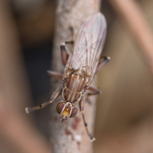 Tapeigaster nigricornis at Stromlo, ACT - 26 Mar 2023 11:00 AM