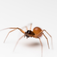 Ostearius melanopygius (Black-tailed Ostearius) at Duffy, ACT - 1 Apr 2023 by patrickcox