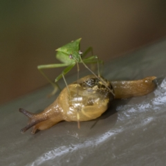 Mysticarion porrectus (Golden Semi-slug) at Acton, ACT - 1 Apr 2023 by patrickcox