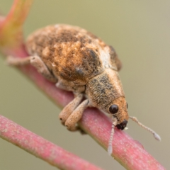 Gonipterus scutellatus (Eucalyptus snout beetle, gum tree weevil) at Namadgi National Park - 2 Apr 2023 by patrickcox