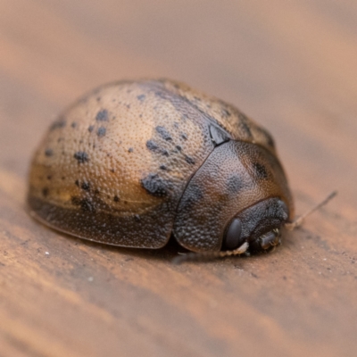 Trachymela sp. (genus) (Brown button beetle) at Namadgi National Park - 2 Apr 2023 by patrickcox