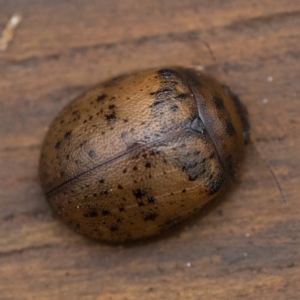 Trachymela sp. (genus) at Paddys River, ACT - 2 Apr 2023