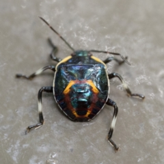 Cermatulus nasalis (Predatory shield bug, Glossy shield bug) at Acton, ACT - 2 Apr 2023 by patrickcox