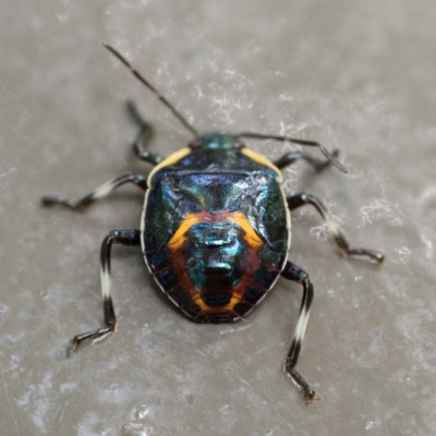 Cermatulus nasalis (Predatory shield bug, Glossy shield bug) at Acton, ACT - 2 Apr 2023 by patrickcox