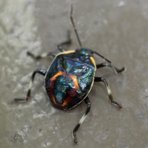 Cermatulus nasalis at Acton, ACT - 2 Apr 2023