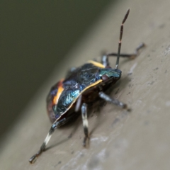 Cermatulus nasalis at Acton, ACT - 2 Apr 2023