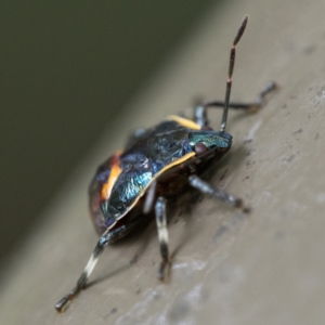 Cermatulus nasalis at Acton, ACT - 2 Apr 2023 04:46 PM