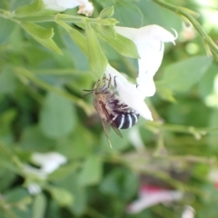 Amegilla sp. (genus) (Blue Banded Bee) at Murrumbateman, NSW - 28 Mar 2023 by SimoneC