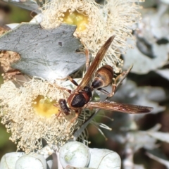 Polistes (Polistella) humilis (Common Paper Wasp) at Murrumbateman, NSW - 1 Apr 2023 by SimoneC
