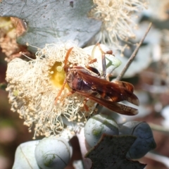 Polistes (Polistella) humilis at Murrumbateman, NSW - 1 Apr 2023