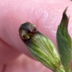 Speculantha rubescens (Blushing Tiny Greenhood) at Aranda Bushland - 2 Apr 2023 by lbradley