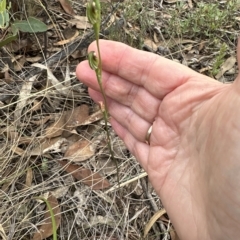 Speculantha rubescens at Aranda, ACT - suppressed