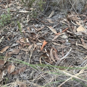 Speculantha rubescens at Aranda, ACT - suppressed