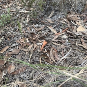 Speculantha rubescens at Aranda, ACT - 2 Apr 2023