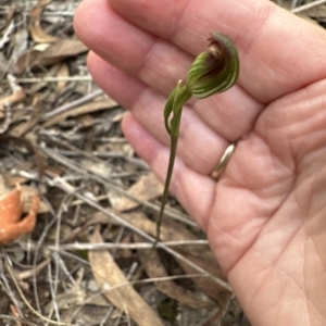 Speculantha rubescens at Aranda, ACT - 2 Apr 2023