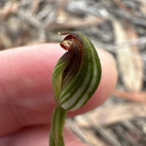 Speculantha rubescens at Aranda, ACT - suppressed